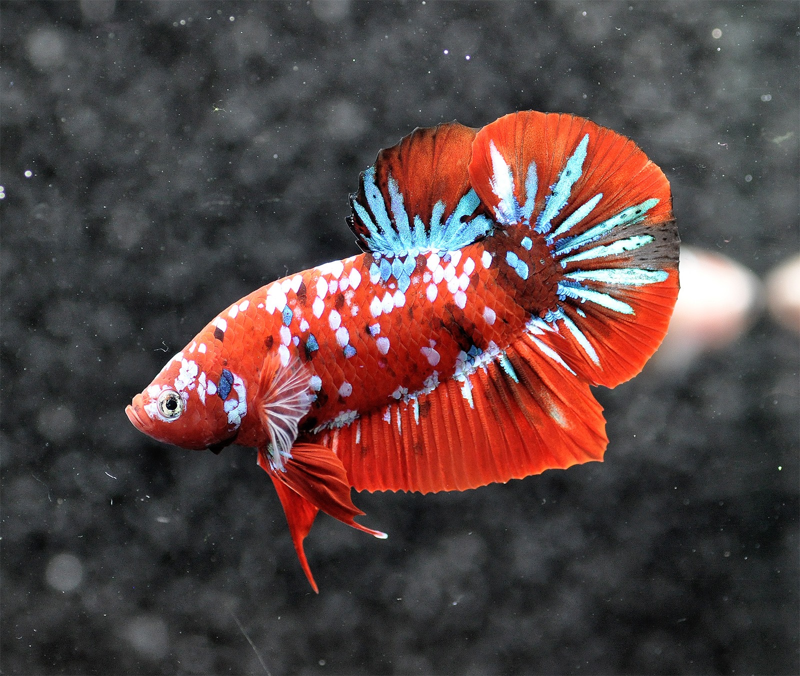Read more about the article Betta Basics