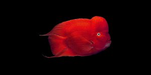 Read more about the article Enhancing Fish Colors the Natural Way