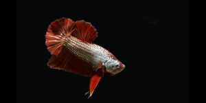 Read more about the article Feeding Betta Fish the Right Way