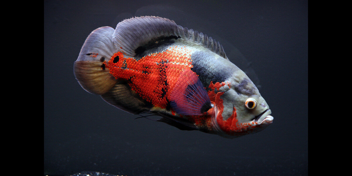 You are currently viewing Feeding Carnivorous Cichlids the Right Way