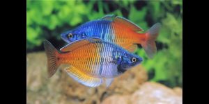 Read more about the article Feeding Community Fish the Right Way