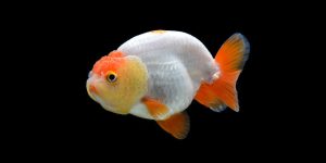 Read more about the article Feeding Goldfish the Right Way