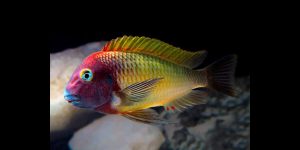 Read more about the article Feeding Herbivorous Cichlids the Right Way
