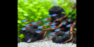 Read more about the article Feeding Nano and Micro Fish the Right Way