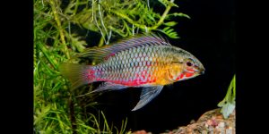 Read more about the article Feeding Dwarf Cichlids the Right Way