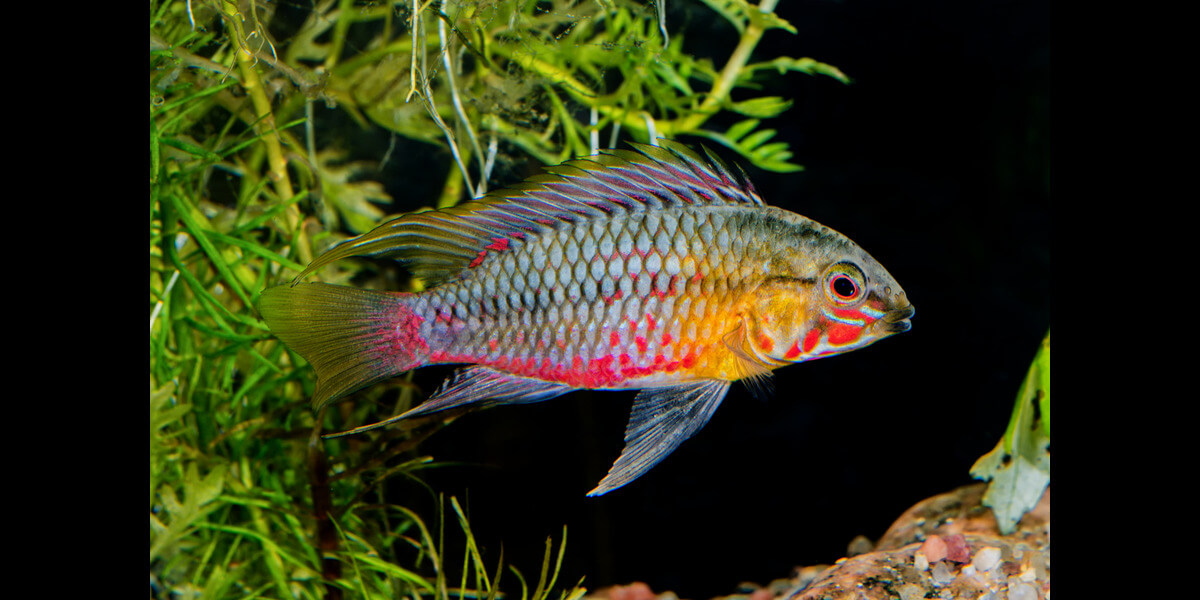 Read more about the article Feeding Dwarf Cichlids the Right Way