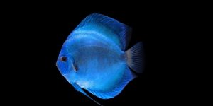 Read more about the article Feeding South American Cichlids the Right Way