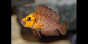 Read more about the article Feeding Tanganyikan Cichlids the Right Way